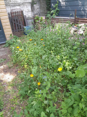 flowers